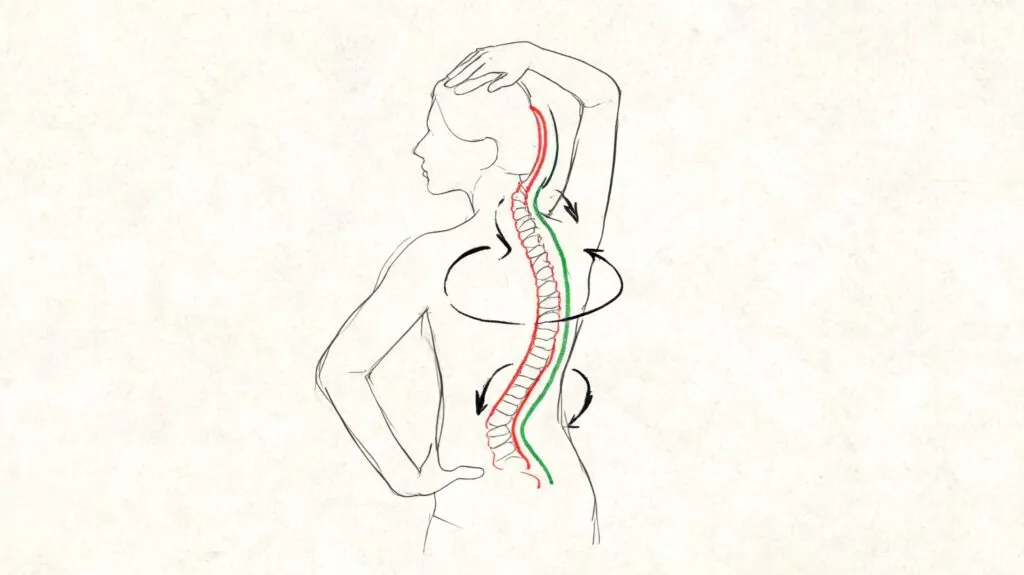 Top Exercises for Scoliosis Adults: A PT Guide